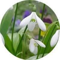 Campanilla de invierno o Galanthus nivalis