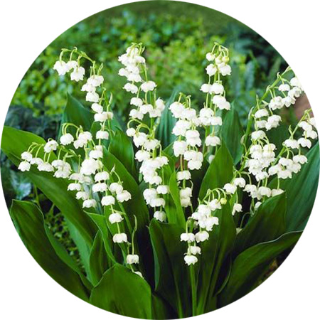 Lirio de Valle (Convallaria majalis)