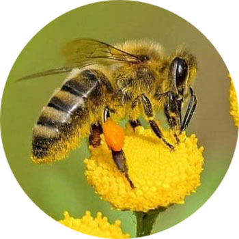 Abeja