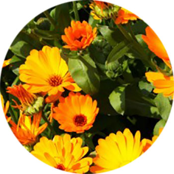 Flores de Calendula