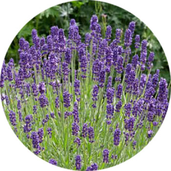 Flores de lavanda