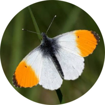Mariposa Aurora (Anthocharis cardamines)