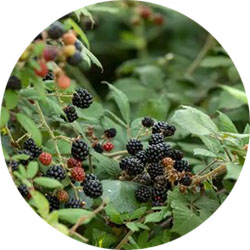 Rubus fruticosus